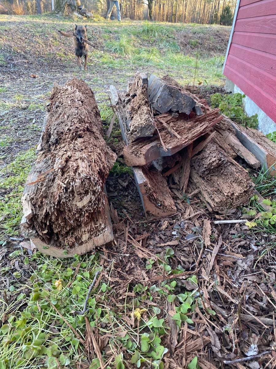What came out from under the house: hand-hewn sills and girders eaten hollow by termites