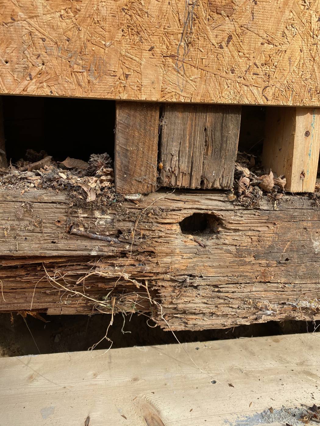 Termite-eaten sill under the back corner of the main house